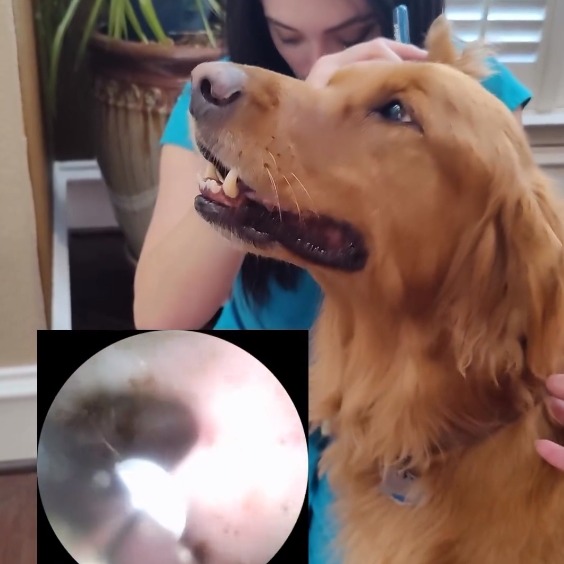 Veterinarian use Note 5 for Dog Cat Examination